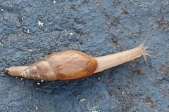 Euglandina rosea