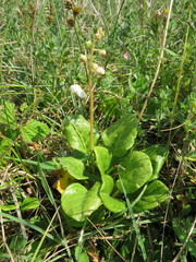 Pyrola rotundifolia maritima