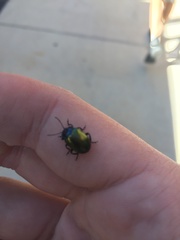 Chrysolina auripennis