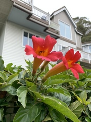 Amphilophium buccinatorium