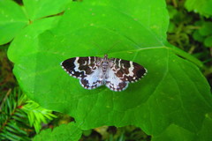 Trichodezia californiata