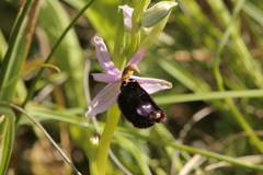 Ophrys bertolonii bertolonii