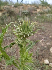 Onopordum tauricum
