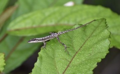 Anolis alutaceus