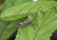 Anolis alutaceus