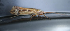 Limnephilus binotatus