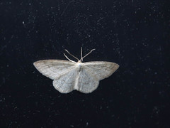 Scopula ternata