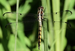 Libellula vibrans
