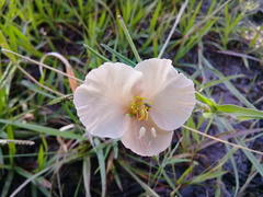 Commelina scabra