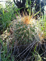 Mammillaria wagneriana