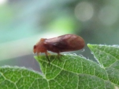 Pachypsylla celtidisgemma