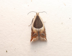 Ancylis badiana