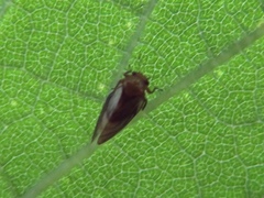 Pachypsylla celtidisgemma