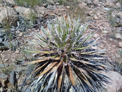 Agave filifera