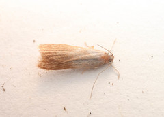 Helcystogramma rufescens