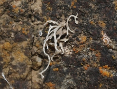 Dendrographa leucophaea
