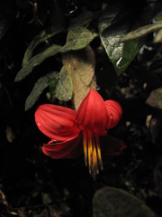 Mutisia clematis