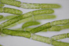 Cladophora glomerata