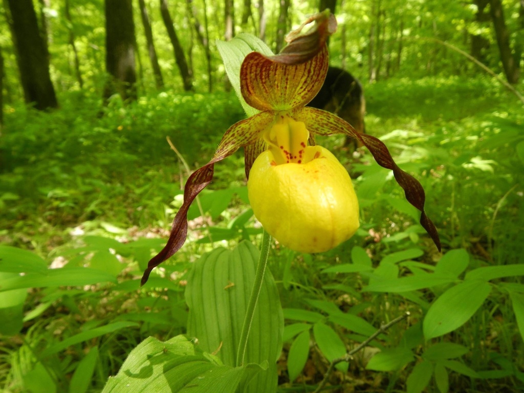 Cypripedium parviflorum Salisb. 9