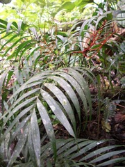 Chamaedorea elegans