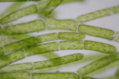 Cladophora glomerata