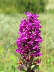 Dactylorhiza praetermissa