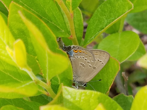 Edwards' Hairstreak photo 5