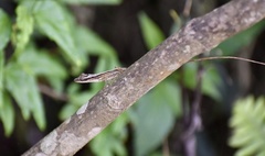 Anolis alutaceus