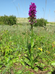 Dactylorhiza praetermissa