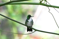 Chrysuronia leucogaster