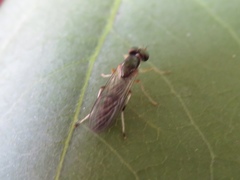 Merosargus caeruleifrons