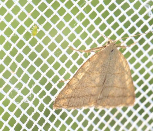 Ilganosis Sprindinis Naktinukas nuotrauka