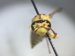 Pterocheilus