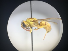 Pterocheilus