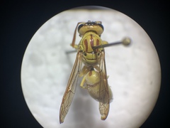 Pterocheilus