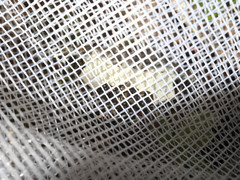 Mesoleuca albicillata