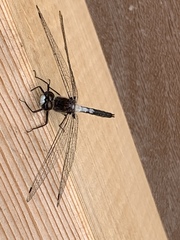 Leucorrhinia frigida