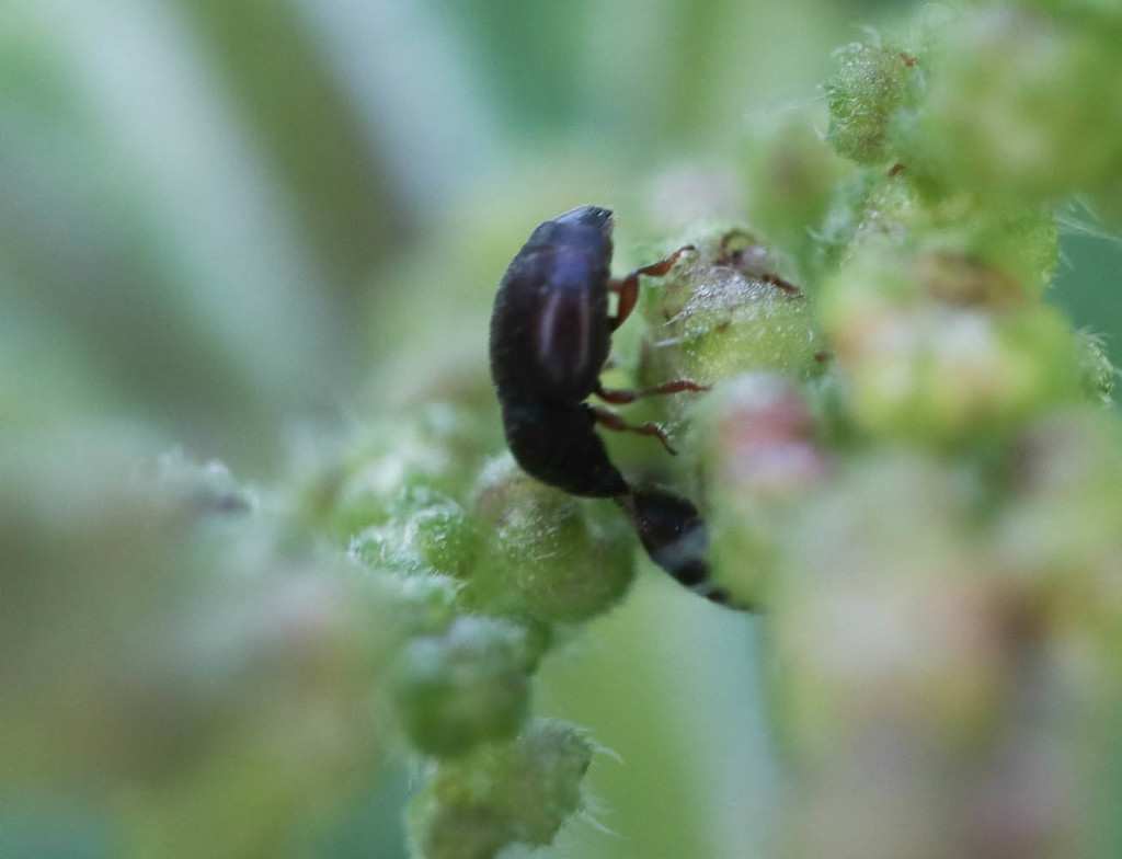 Brachypterus urticae