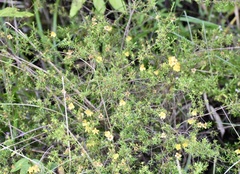 Hypericum fasciculatum