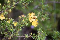 Hypericum fasciculatum