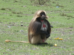 Theropithecus gelada