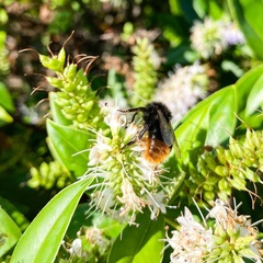 Bombus rupestris