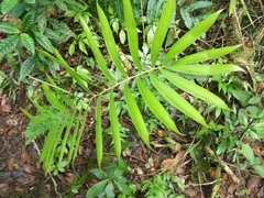 Zamia lacandona