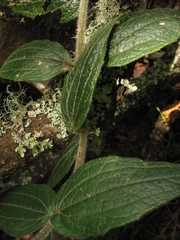 Alloispermum