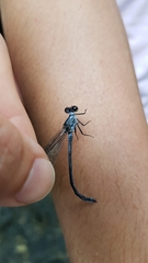 Bayadera brevicauda