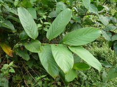 Hypselodelphys violacea