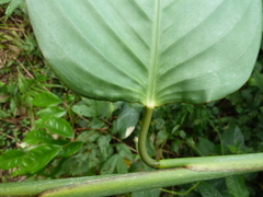 Hypselodelphys violacea