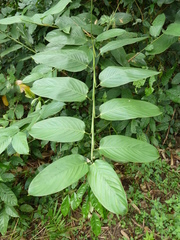 Hypselodelphys violacea