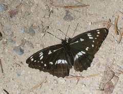 Limenitis helmanni
