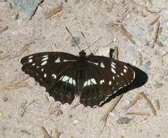 Limenitis helmanni
